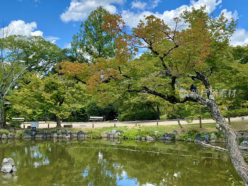 日本-京都-丸山公园