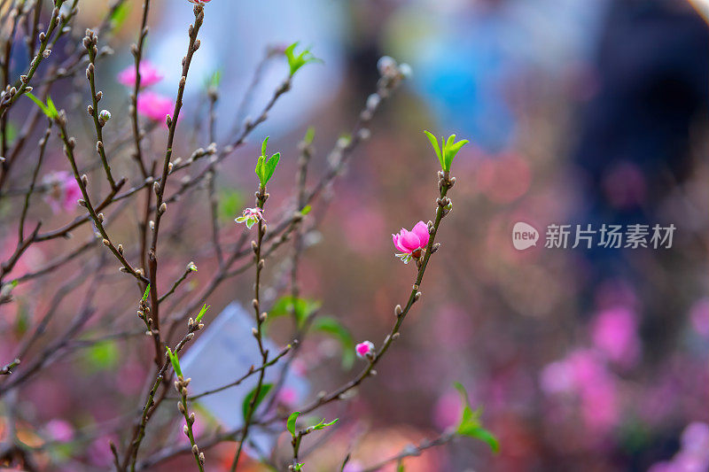 越南农历春节前，五彩缤纷的粉红色花朵盛开在一个小村庄。桃枝、樱花与越南春节食物