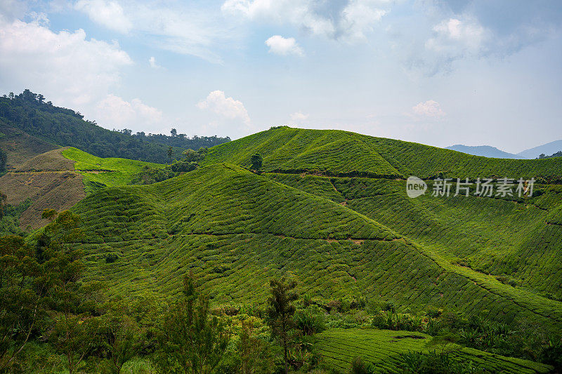 马来西亚金马仑高地的茶园