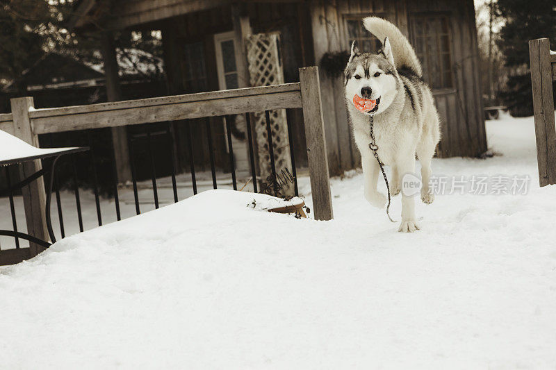 哈士奇在雪地里捡东西