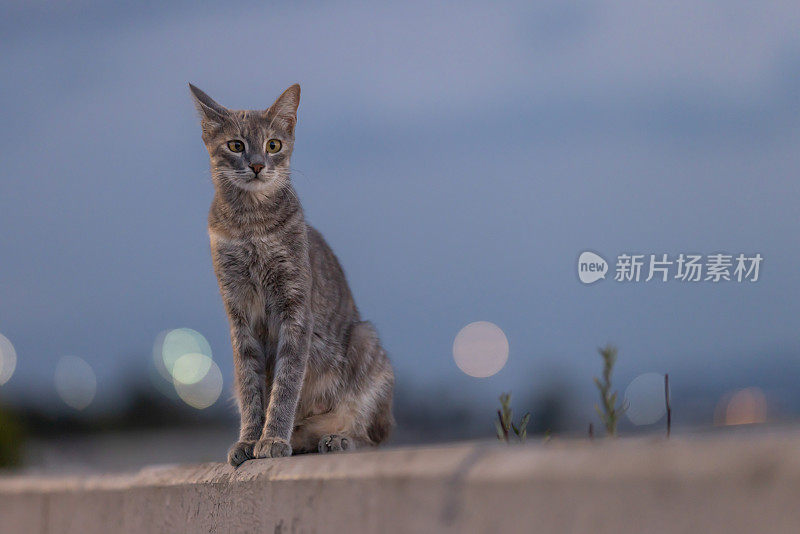 灰色的流浪猫。