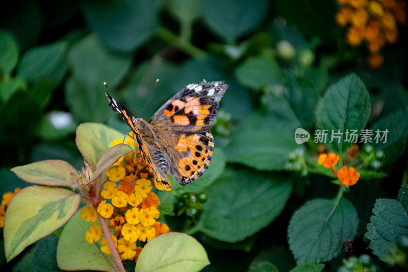 大自然的奇迹:彩色蝴蝶产卵