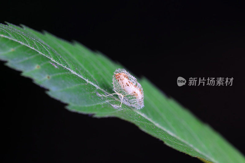 中国北方野外鳞翅目昆虫