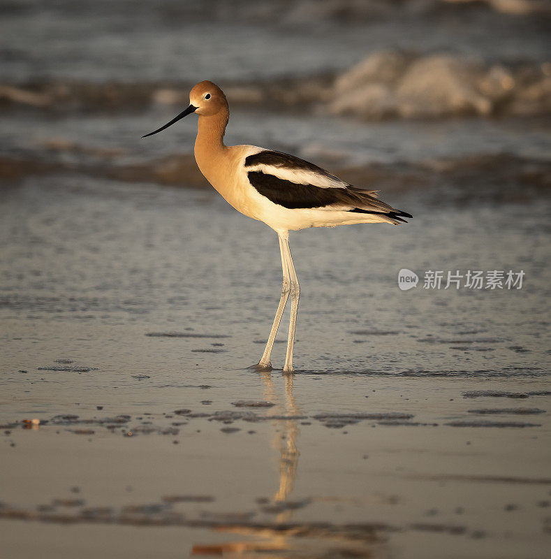 美国Avocet