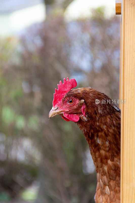 棕色母鸡站在鸡笼门口的特写镜头，有机的，允许自由走动，尽管禽流感导致家禽需要被关起来防止传播。