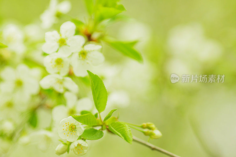 盛开的樱花。春树枝头近。自然背景。