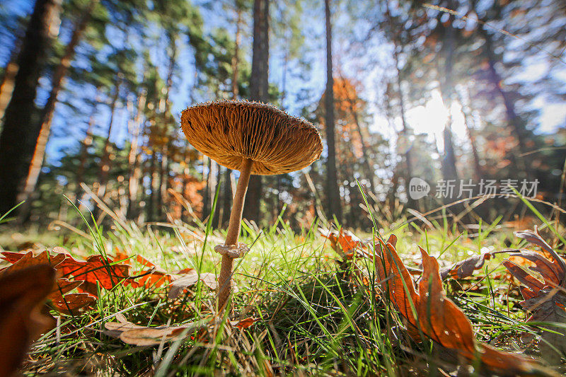 真菌生活在森林里。美丽的真菌和蘑菇生长