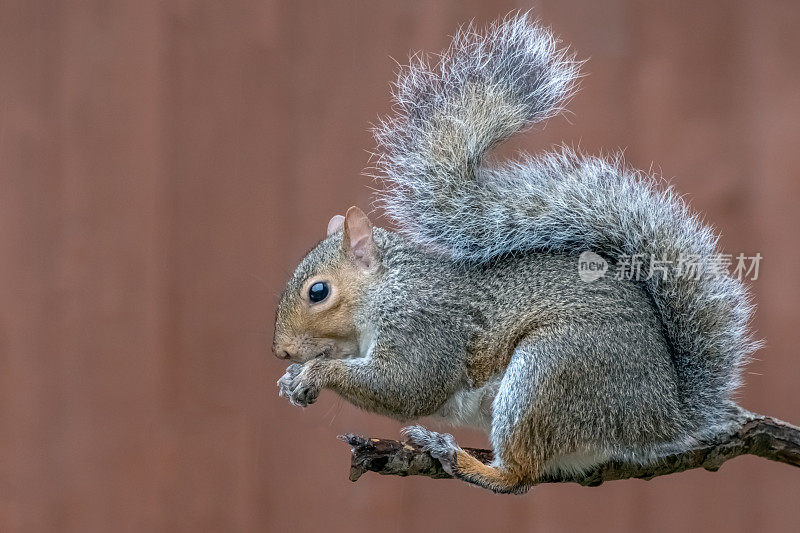 一只灰松鼠坐在树枝上觅食的特写
