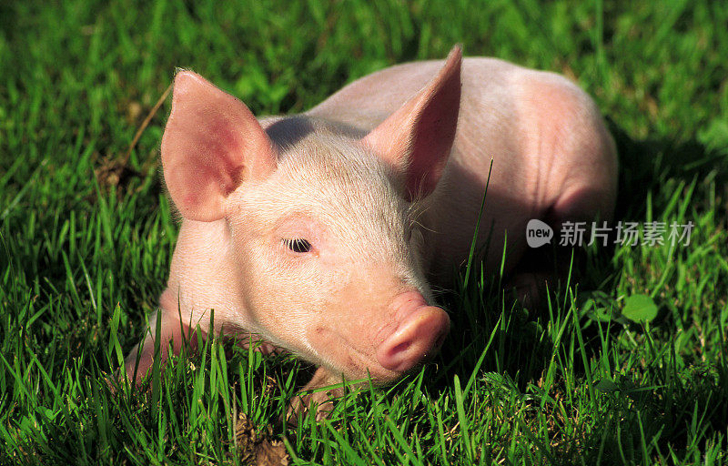 一只小猪躺在绿色的草地上