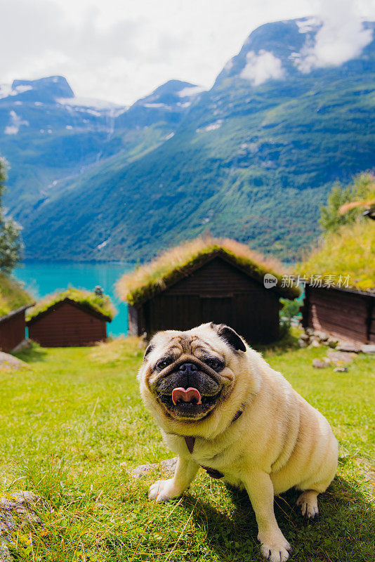 美丽的狗欣赏夏天户外与山景的肖像