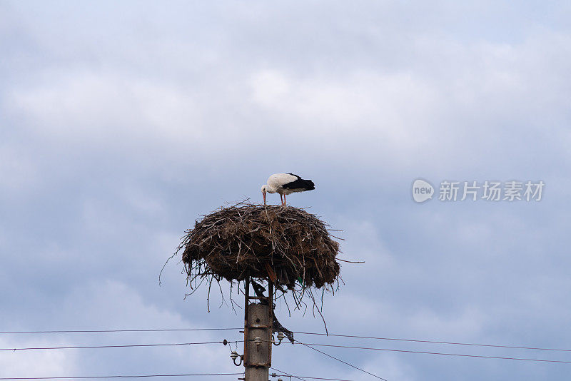 鹳在电线杆上筑巢