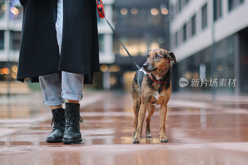 主人在下雨天带狗出去散步