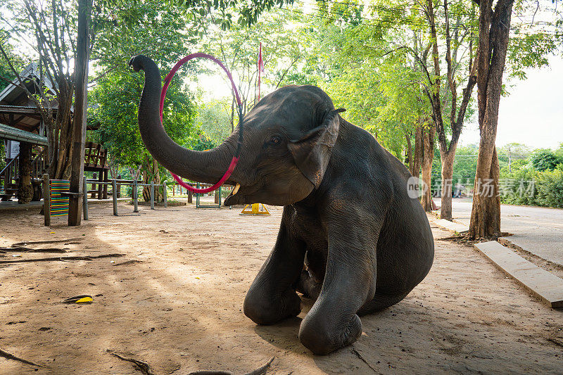 每日大象表演-小象在动物园玩呼啦圈。泰国的大象村。