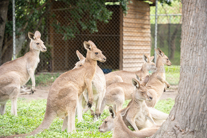 一群袋鼠冷着身子望向远方，澳大利亚本土野生动物