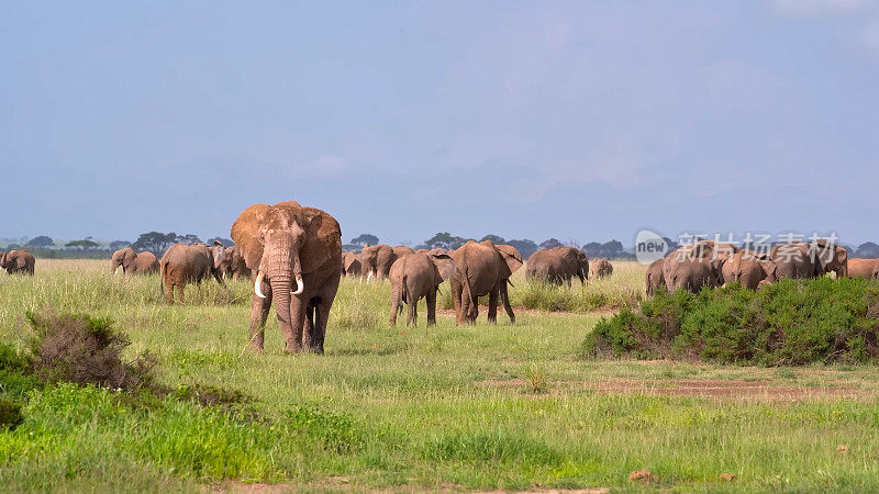 2024年4月，一群大象走过肯尼亚安博塞利国家公园的稀树草原