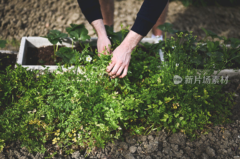 从花园里摘来的新鲜的自制蔬菜