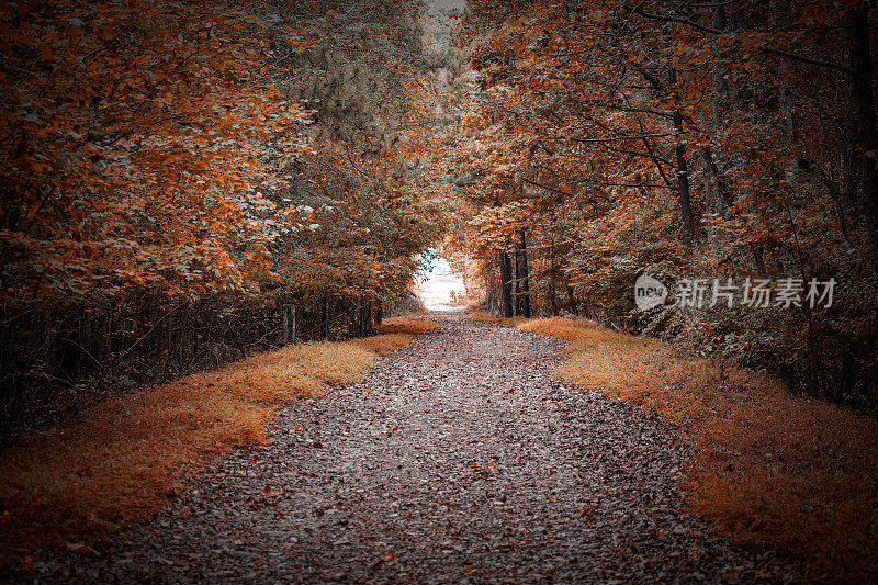 广角徒步小径森林岭公园秋天
