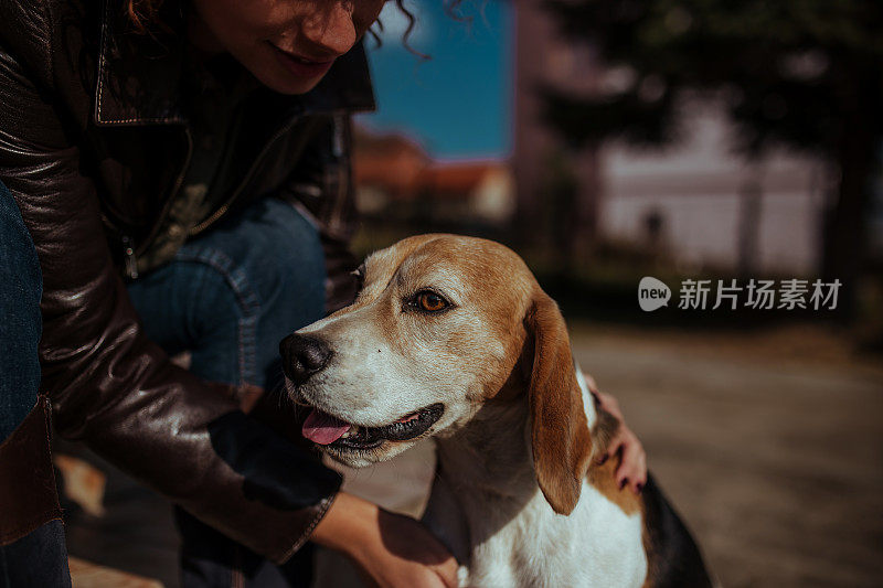 年轻女人和比格犬