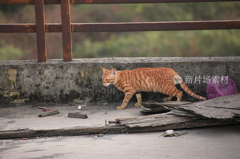 棕色饥饿的猫寻找食物