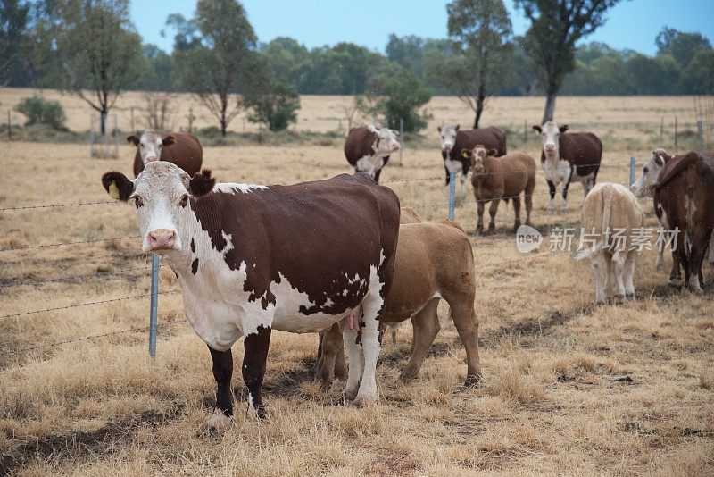 围栏边用草喂小牛肉牛