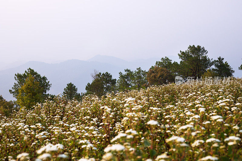 Doi孟Angkhet山的自然和鲜花