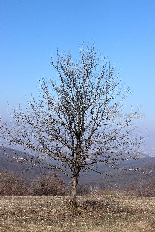 第一朵雪花莲花在二月底