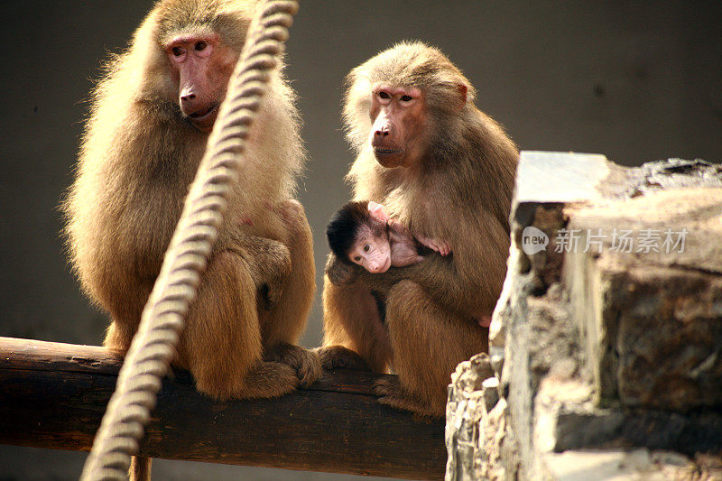 狒狒的宝宝护理:妈妈和宝宝