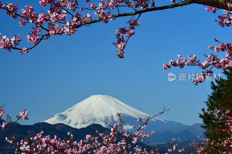 富士山和樱花