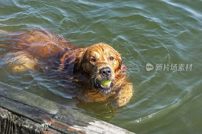 一只嘴里叼着网球游泳的金毛猎犬