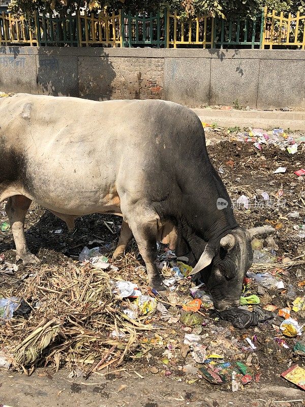 这是印度德里的荒地，乱扔垃圾，野生圣牛的照片