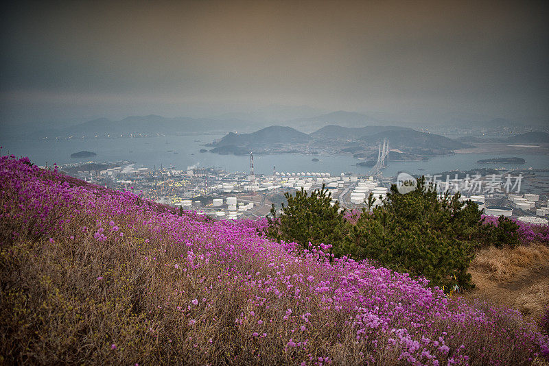 杜鹃花领域