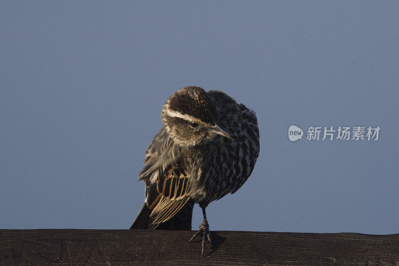 雌性黑鸟