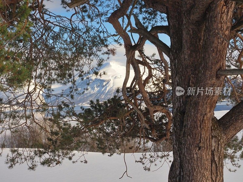 林根阿尔卑斯山前的苏格兰松树特写