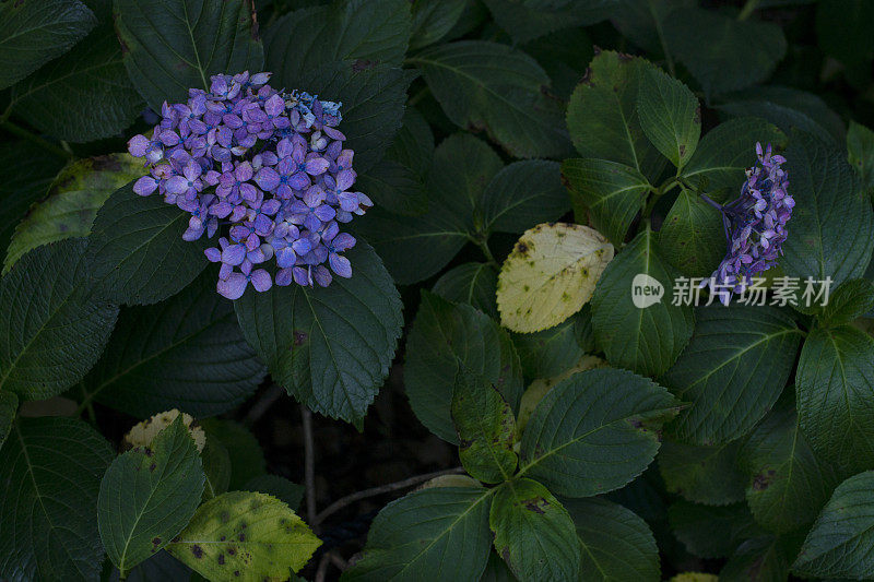 紫色的绣球花在许多绿色的叶子上