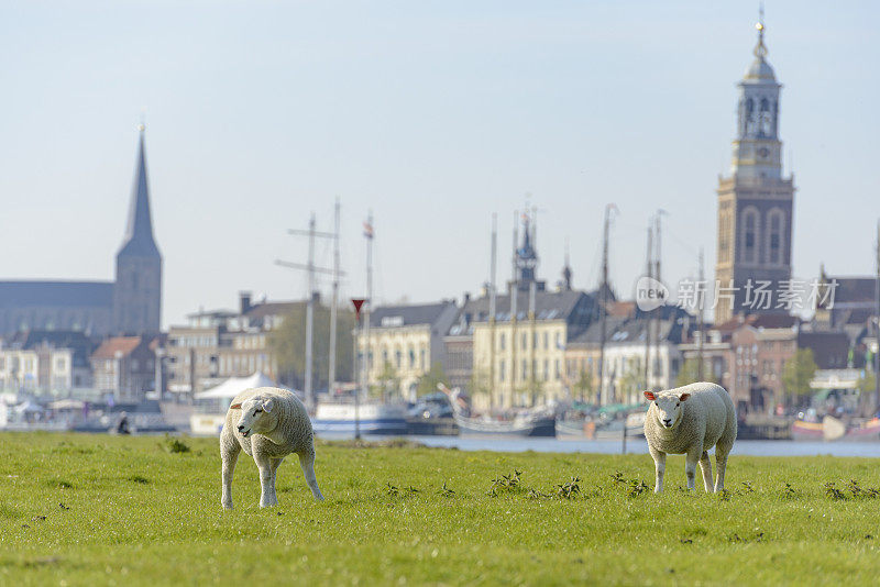 可爱的小羊羔在坎彭城市前的IJssel河边吃草