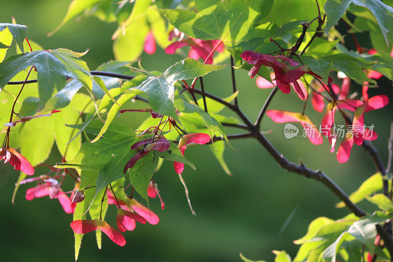 秋天的红色枫树种子下槭棕榈大阪树日本枫树(火红的红色秋天的颜色)在景观东方的日本花园，有翅膀的直升机种子钥匙生长在绿色的花园墙纸背景