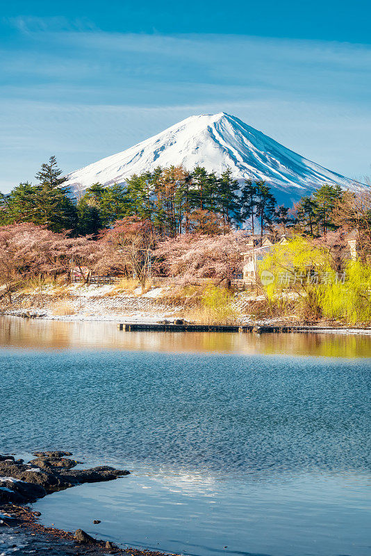 日本东京附近的山梨县，川口千子湖的富士山上盛开的樱花