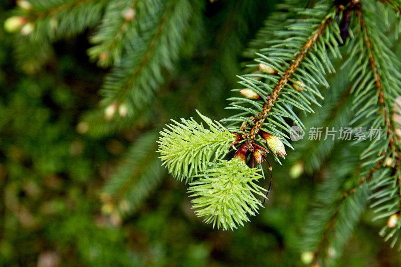 春天新芽的常青树