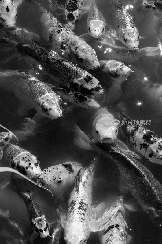 鲤鱼在传统的日本锦鲤池塘游泳在里海，犹他州