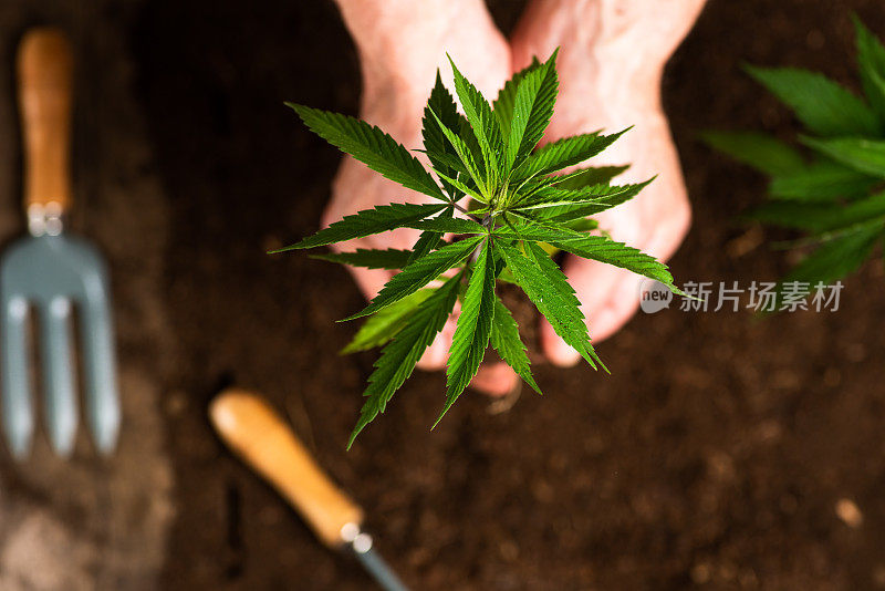 人们在土壤中种植工业大麻