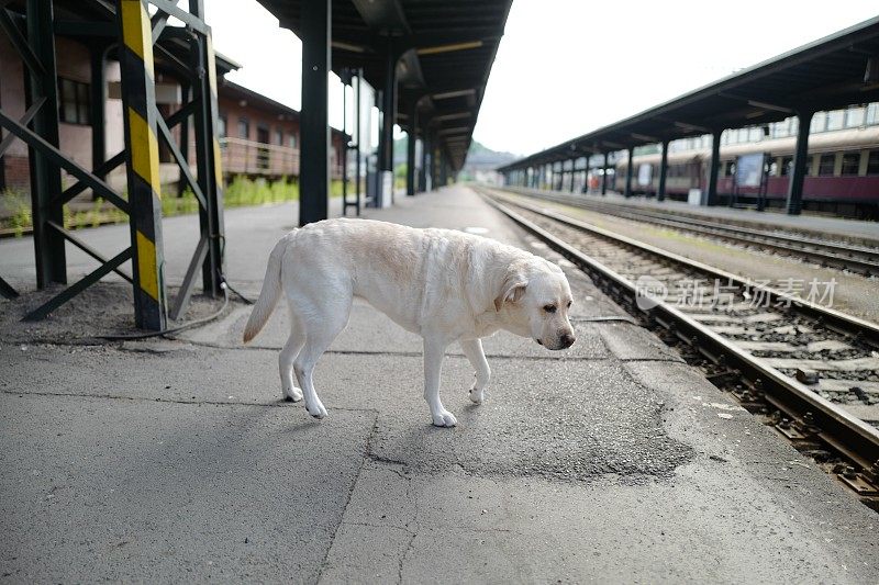 拉布拉多寻回犬