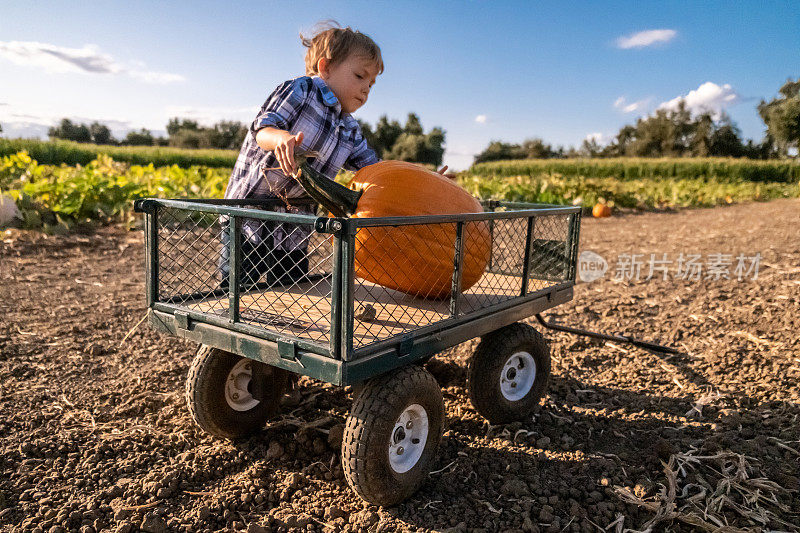 一个小男孩拉着一个大南瓜车