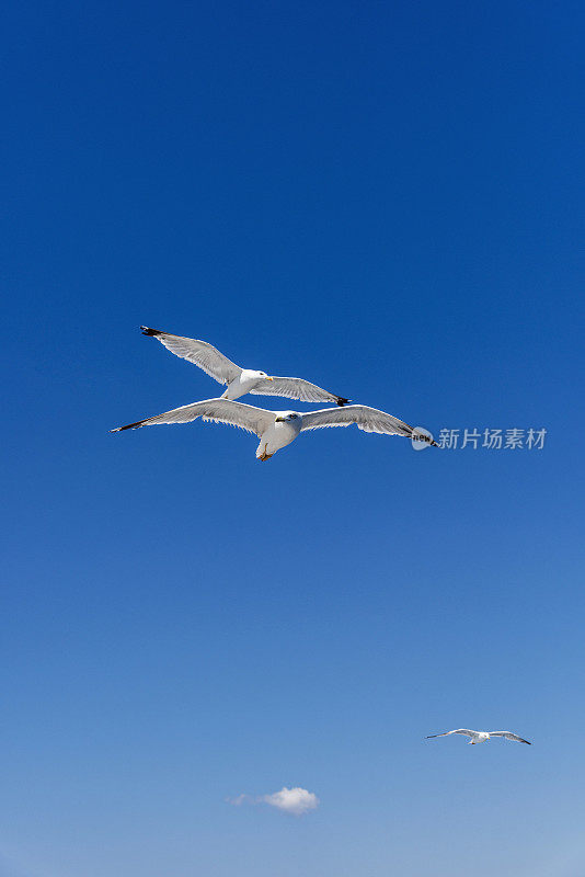 三只白色的海鸥在希腊的蓝天上飞翔