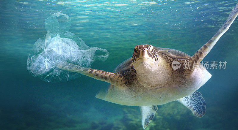 海里的海龟被塑料袋污染了