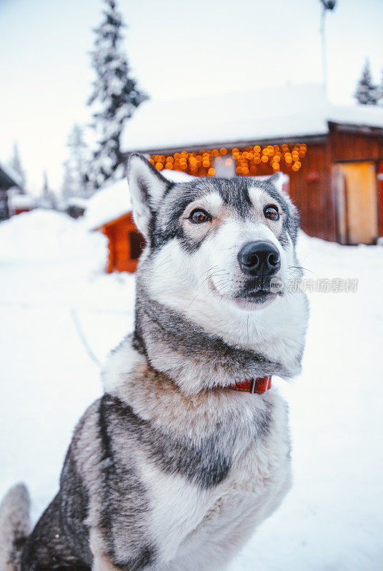 一只哈士奇站在雪地里的肖像