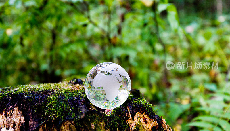 苔藓树桩上的地球仪