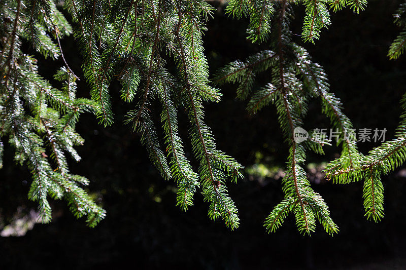 松树的枝条映衬着黑暗的背景