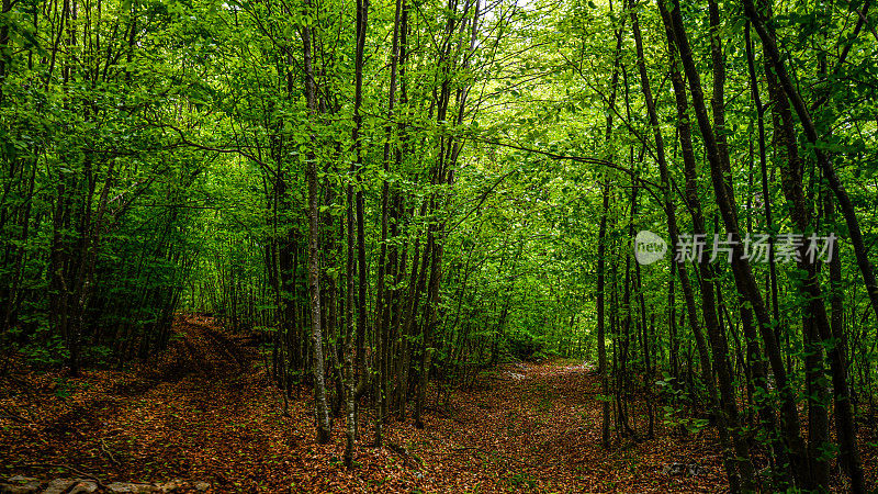 森林的路径