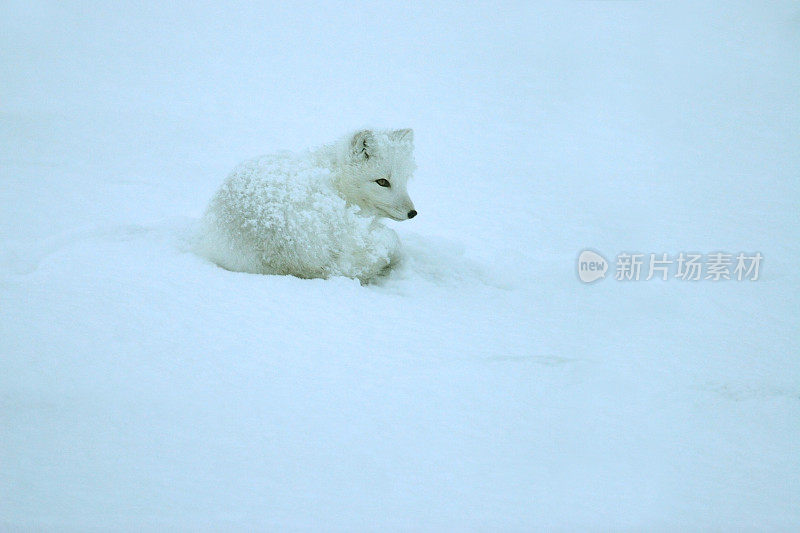 加拿大马尼托巴省哈德逊湾的冻土带上覆盖着野生沉睡的北极狐暴风雪