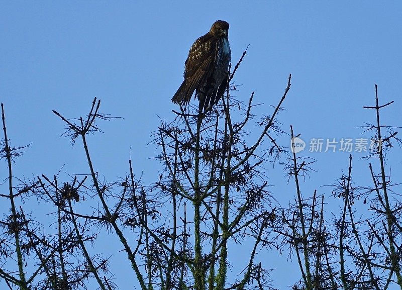 尤金北部苍鹰